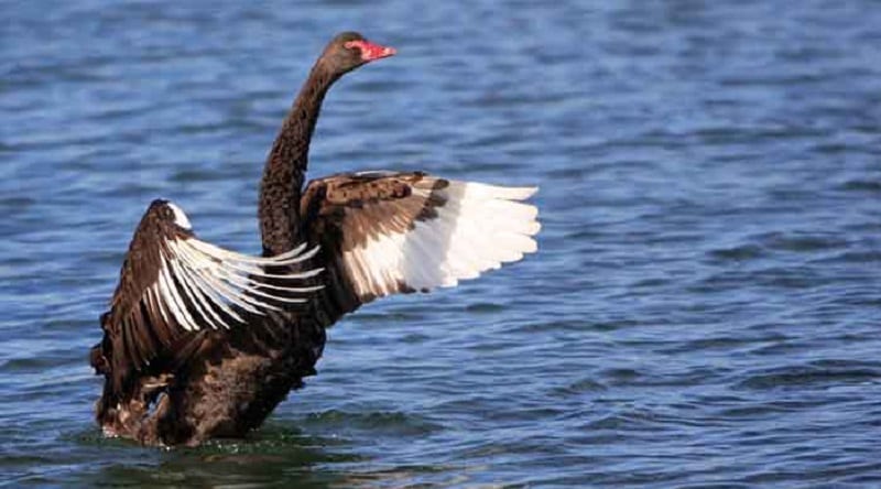 Three potential Black Swans for 2018