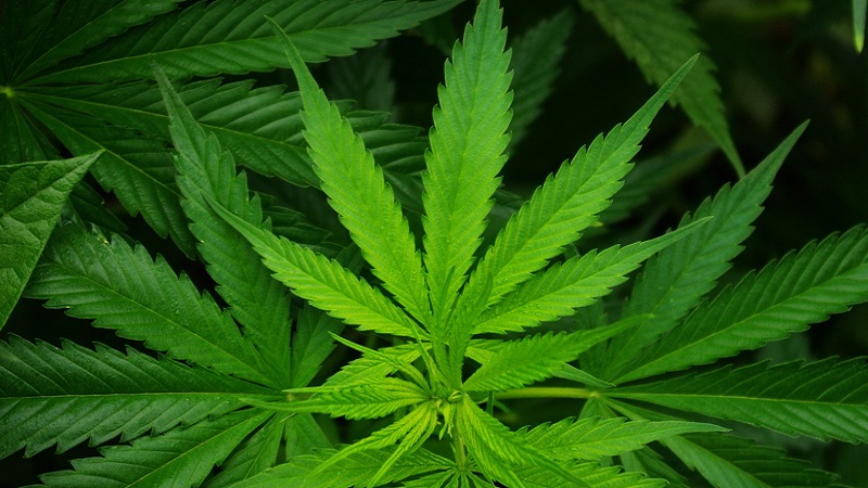 ESG investors face recreational cannabis conundrum