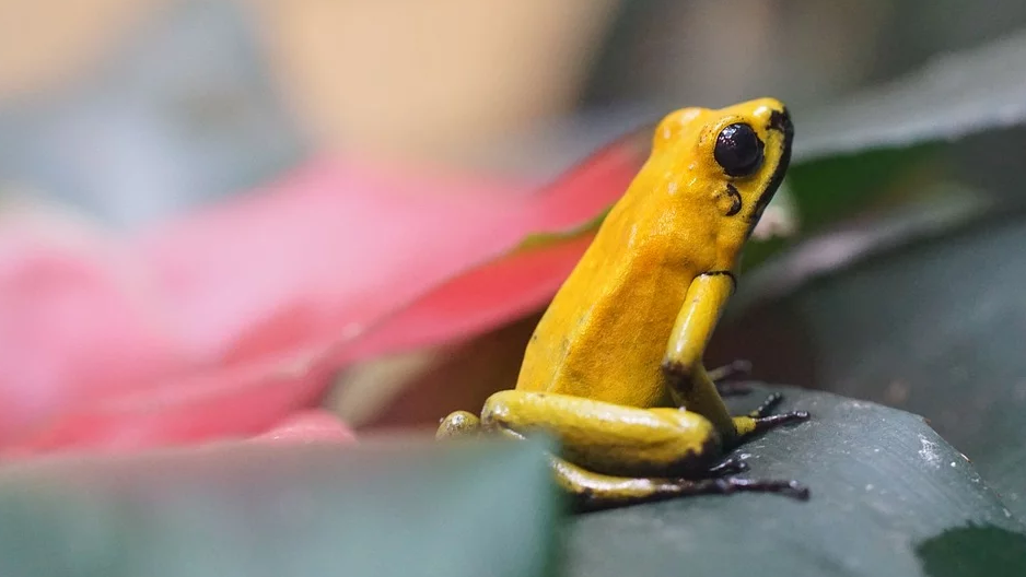 The golden poison frog is a poison dart frog endemic to the Pacific coast of Colombia