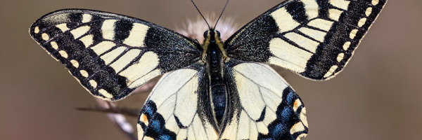 The Butterfly Effect: Harnessing and Preserving the Power of Nature