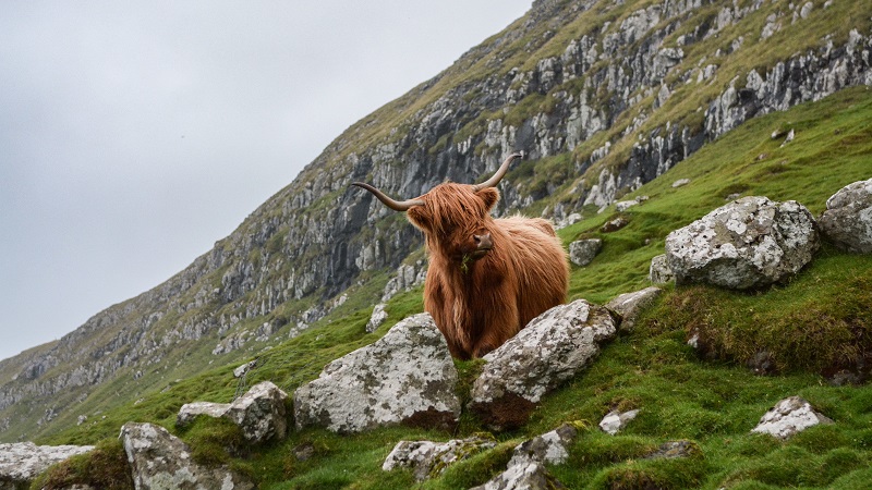 Scotland, Highland Cow - Photo by Eric Welch on Unsplash