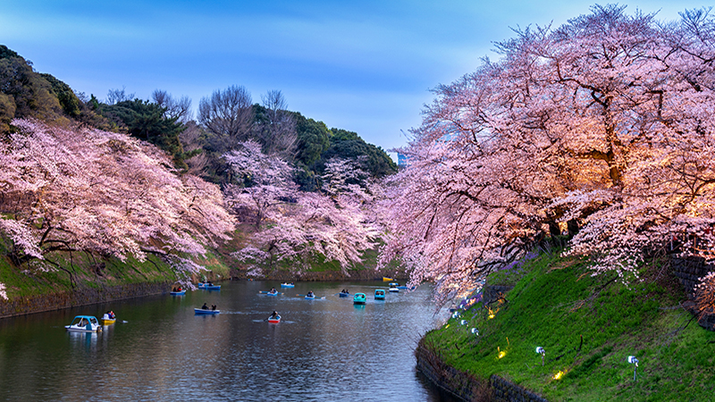 Cherry blossoms at Chidorigafuchi park in Tokyo, Japan.