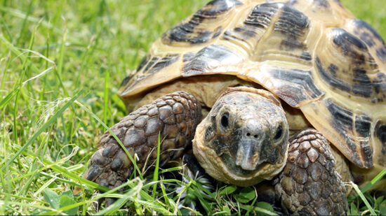 Liontrust closes UK-domiciled Tortoise fund