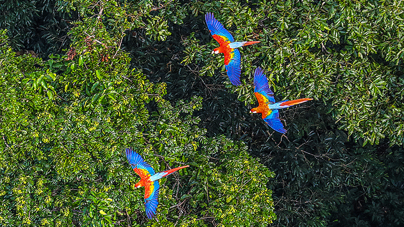 Macawa in the Amazon Rainforest, state of Acre, Brazil.