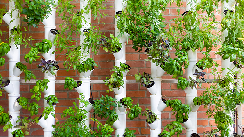 Vertical hydroponic system with aromatic herbs, basil, prezemulus. Organic vegetable garden in plastic tubes Smart garden with modern hydroponic systems for healthy and quality agriculture.