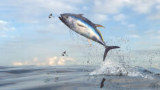 FCA bans ex-Credit Suisse managing directors over tuna bonds scandal | Portfolio Adviser