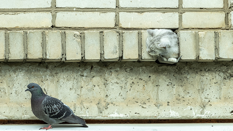 ‘The cost cat among the pigeons’: Hargreaves Lansdown cuts platform fees